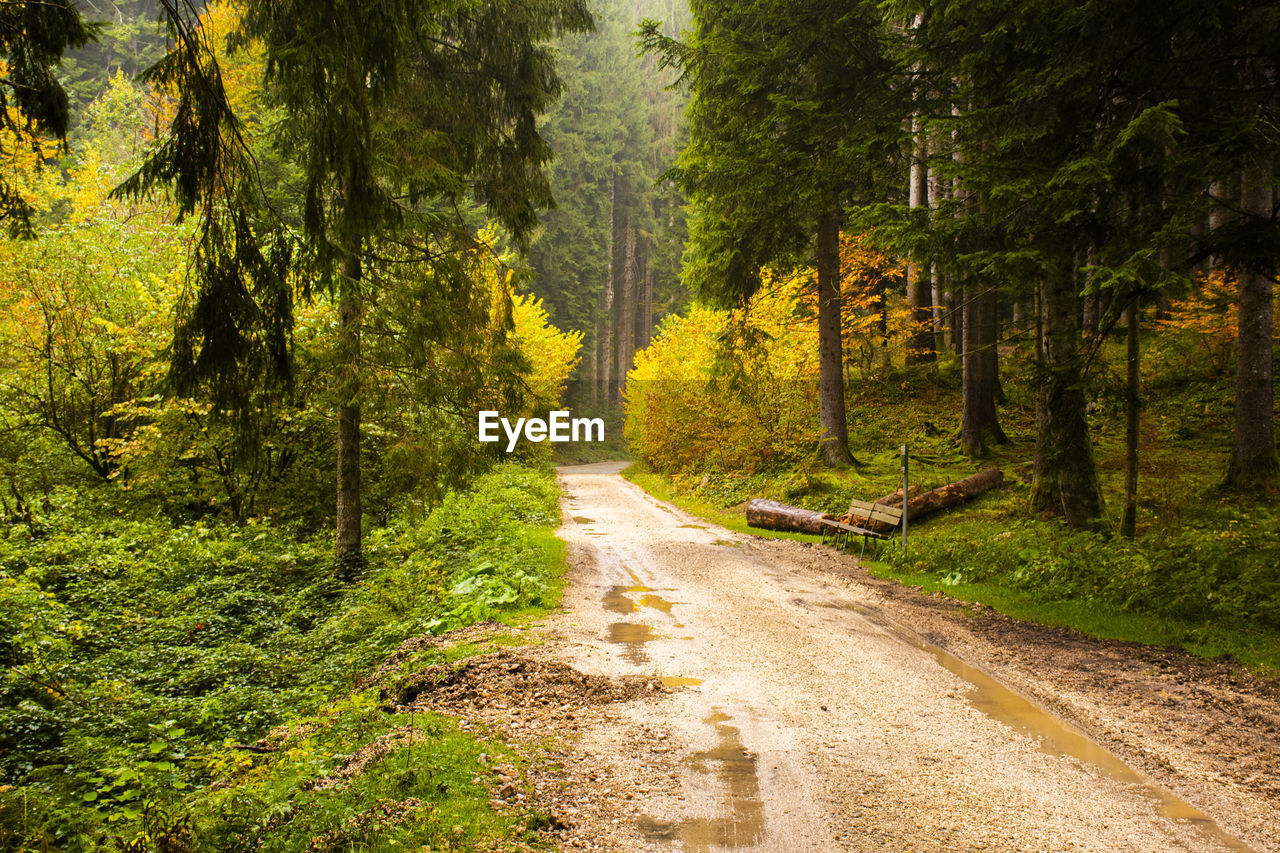 Dirt road amidst trees in forest