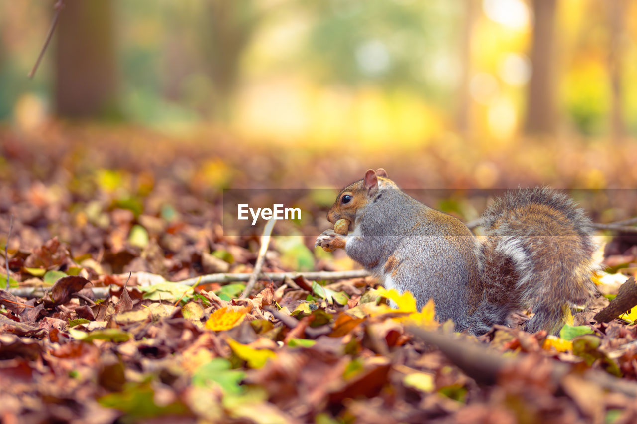 nature, animal, autumn, animal themes, animal wildlife, squirrel, mammal, plant part, leaf, wildlife, one animal, rodent, land, no people, selective focus, tree, forest, chipmunk, outdoors, branch, cute, plant, day, grass, eating