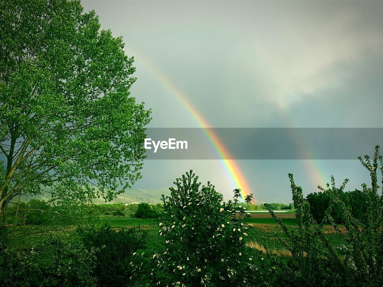 SCENIC VIEW OF RAINBOW OVER TREES AND SKY
