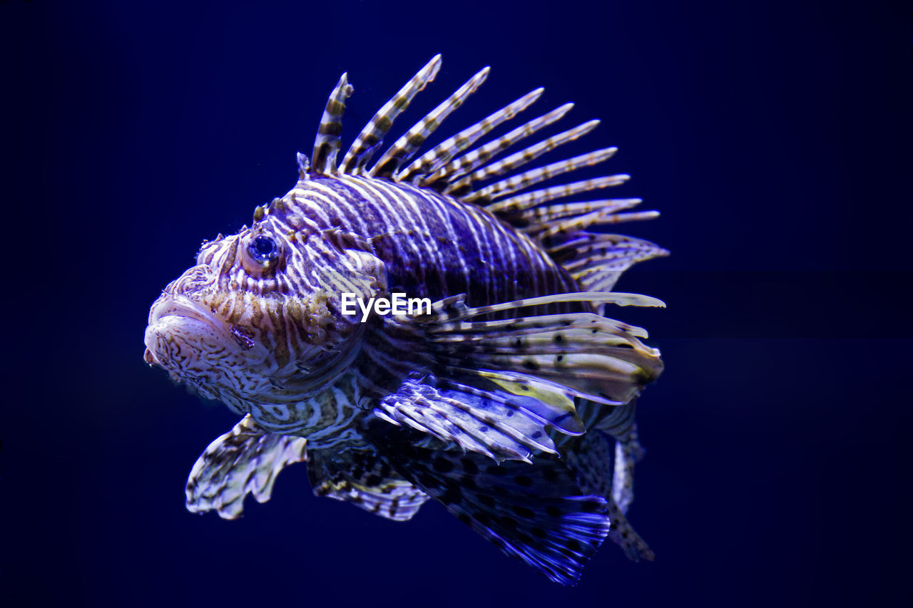 CLOSE-UP OF BLUE SWIMMING UNDERWATER