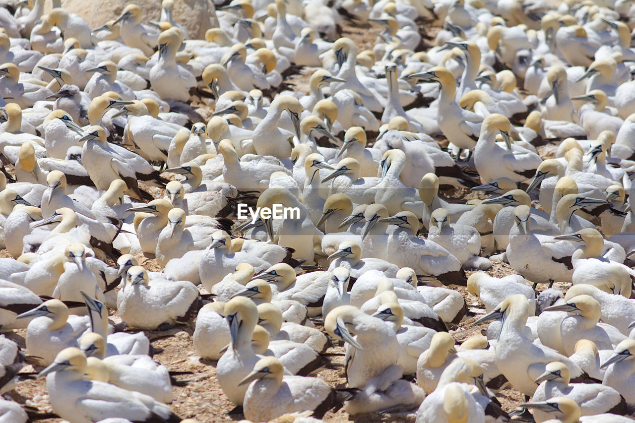 FULL FRAME SHOT OF WHITE SWANS