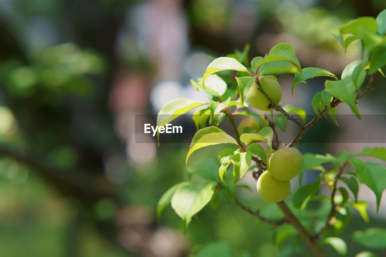 close-up of grapes growing on tree