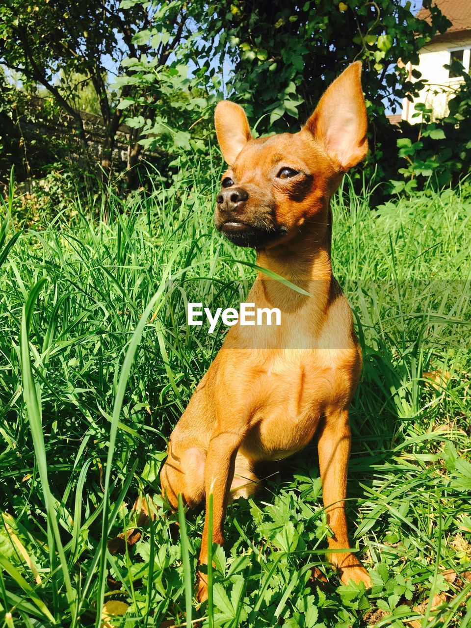 DOG SITTING IN FIELD