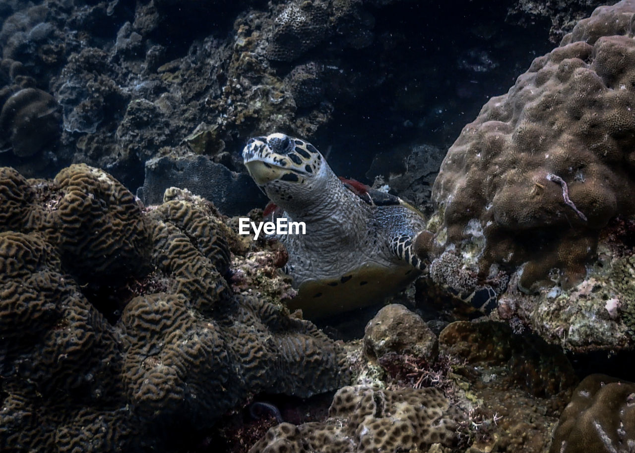 Turtle swimming in sea