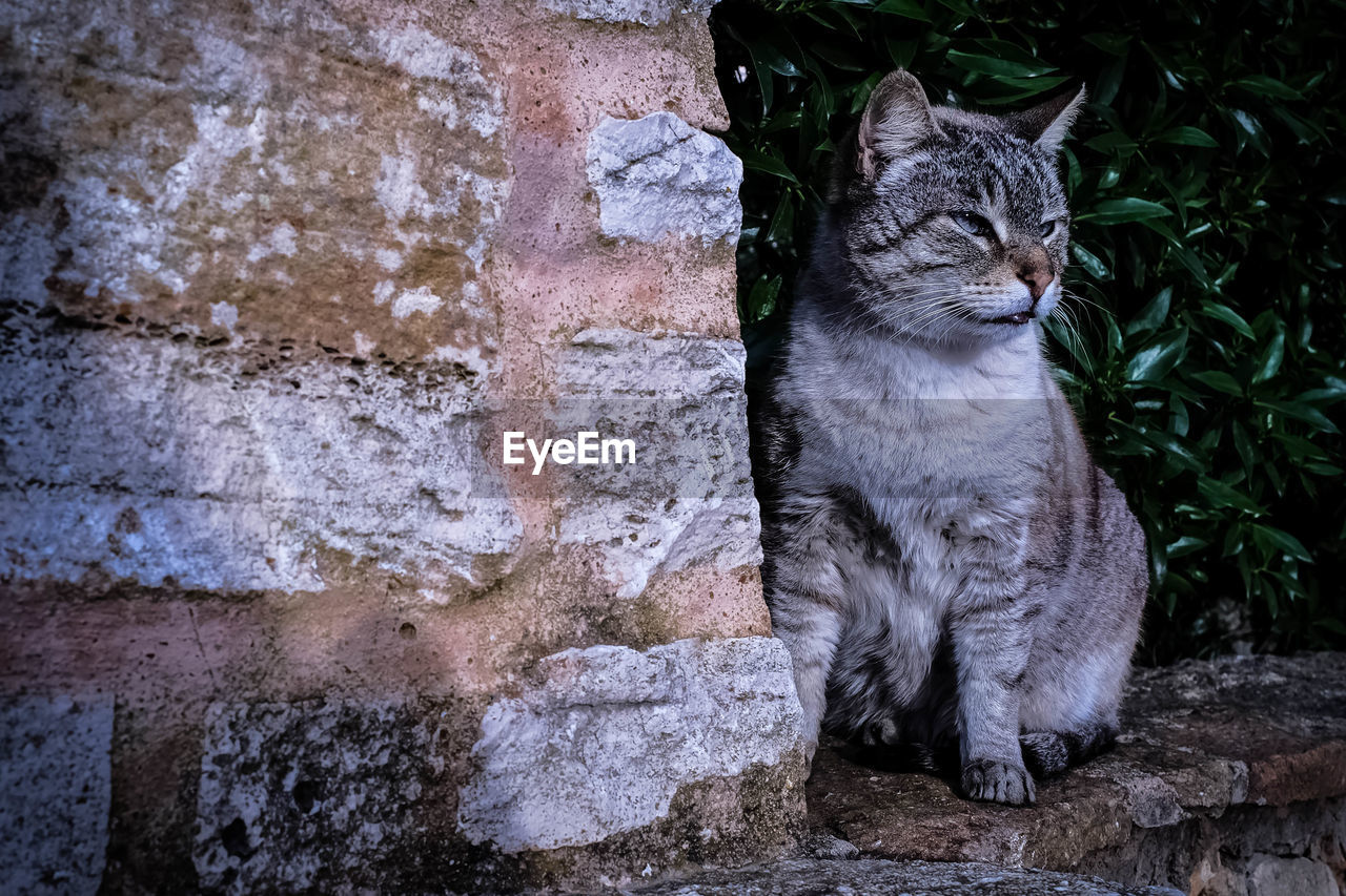 Cat sitting outdoors