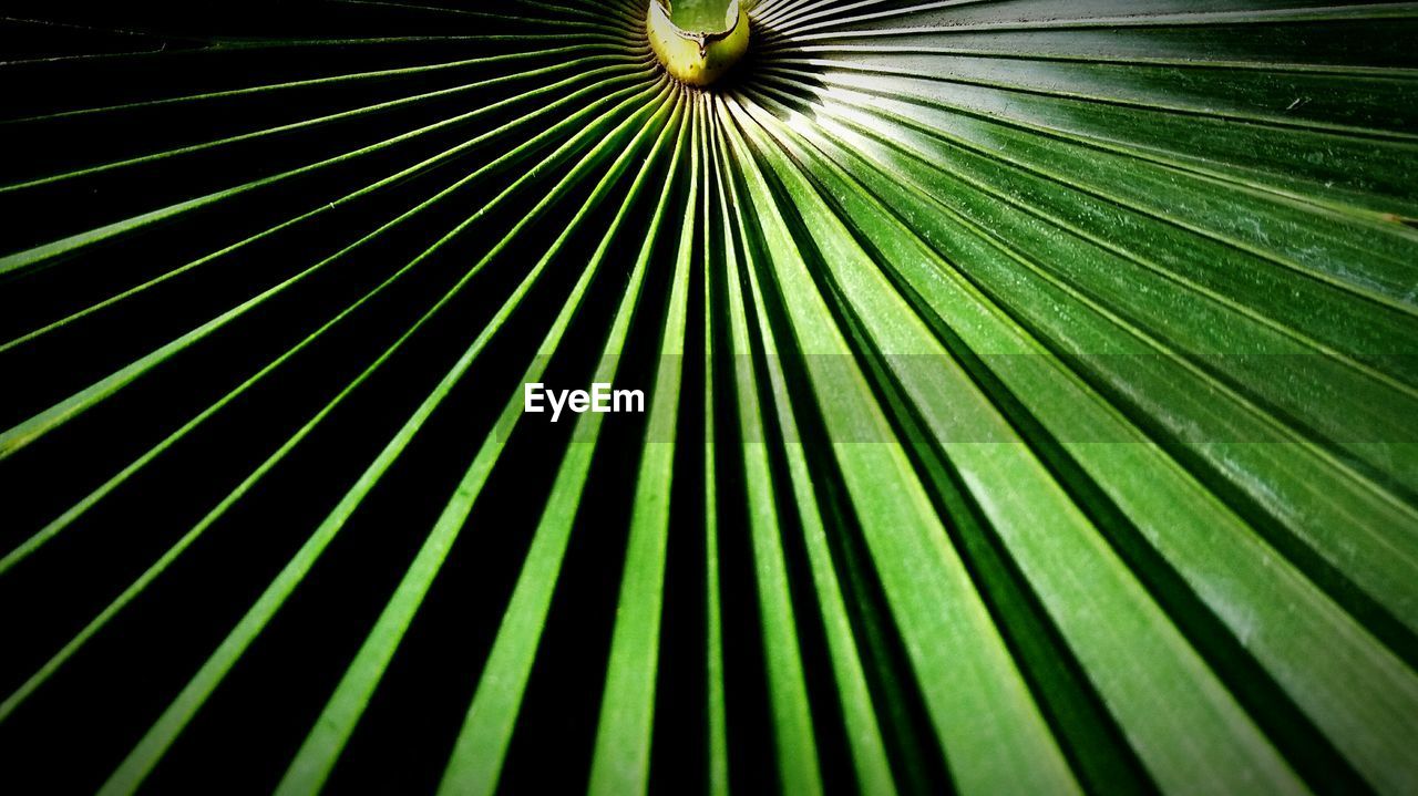 CLOSE-UP OF PALM LEAF ON GREEN LEAVES