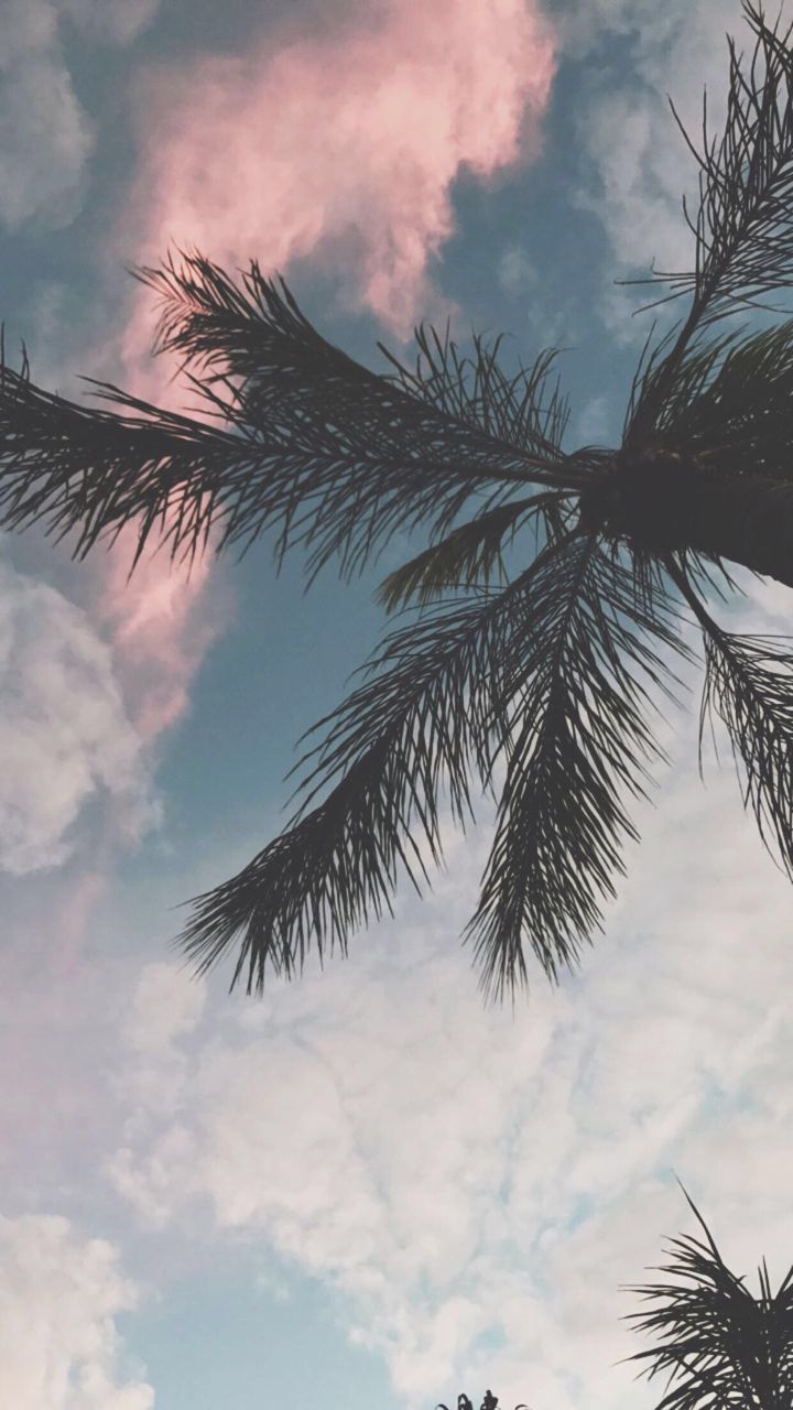 LOW ANGLE VIEW OF TREE AGAINST SKY