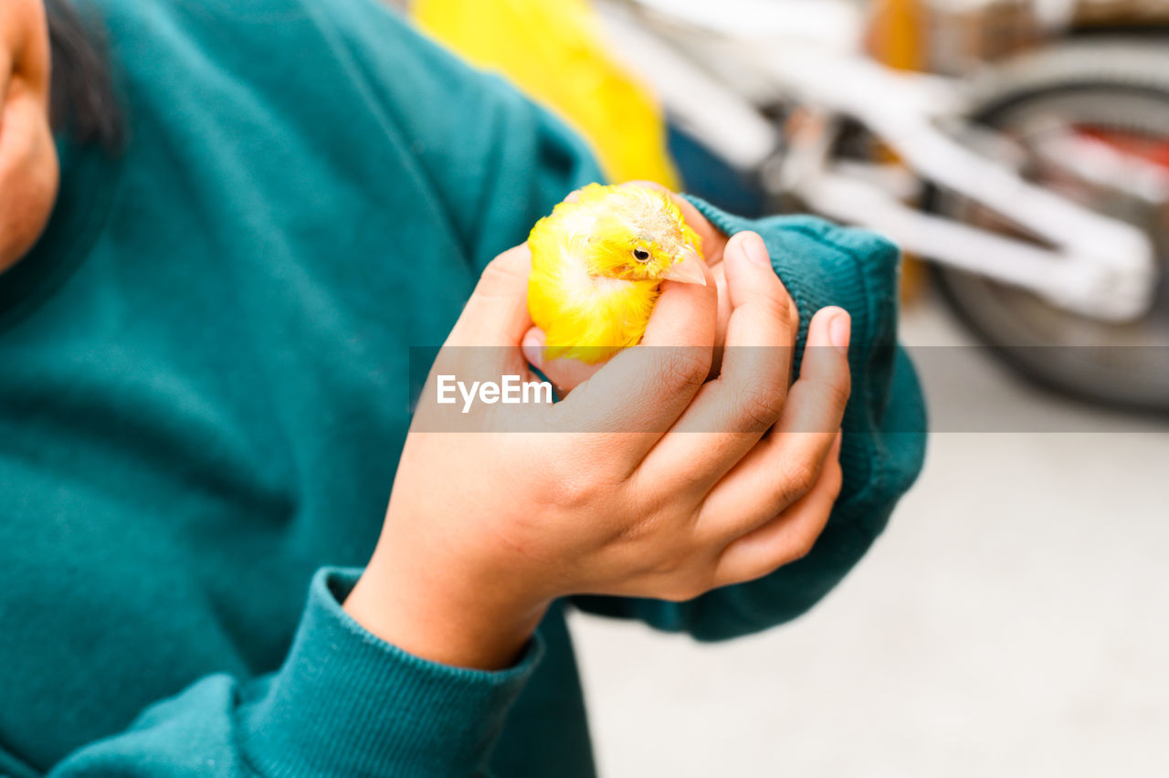 CLOSE-UP OF A HAND HOLDING A BIRD