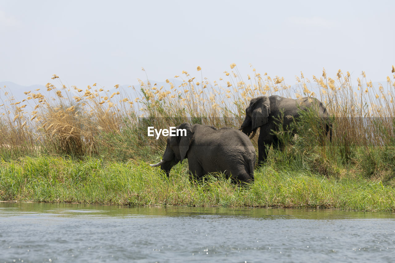 Elephant in a lake