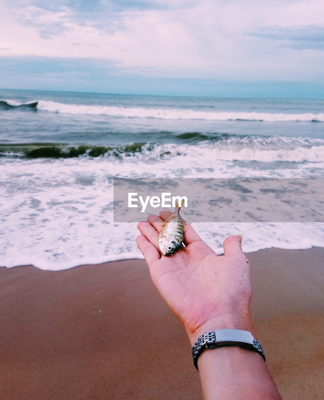 Cropped hand of person holding dead fish at beach