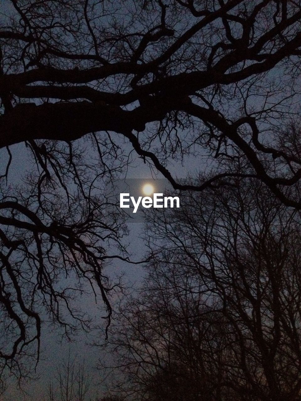 Low angle view of silhouette trees against moon glowing in vita bergen park at night