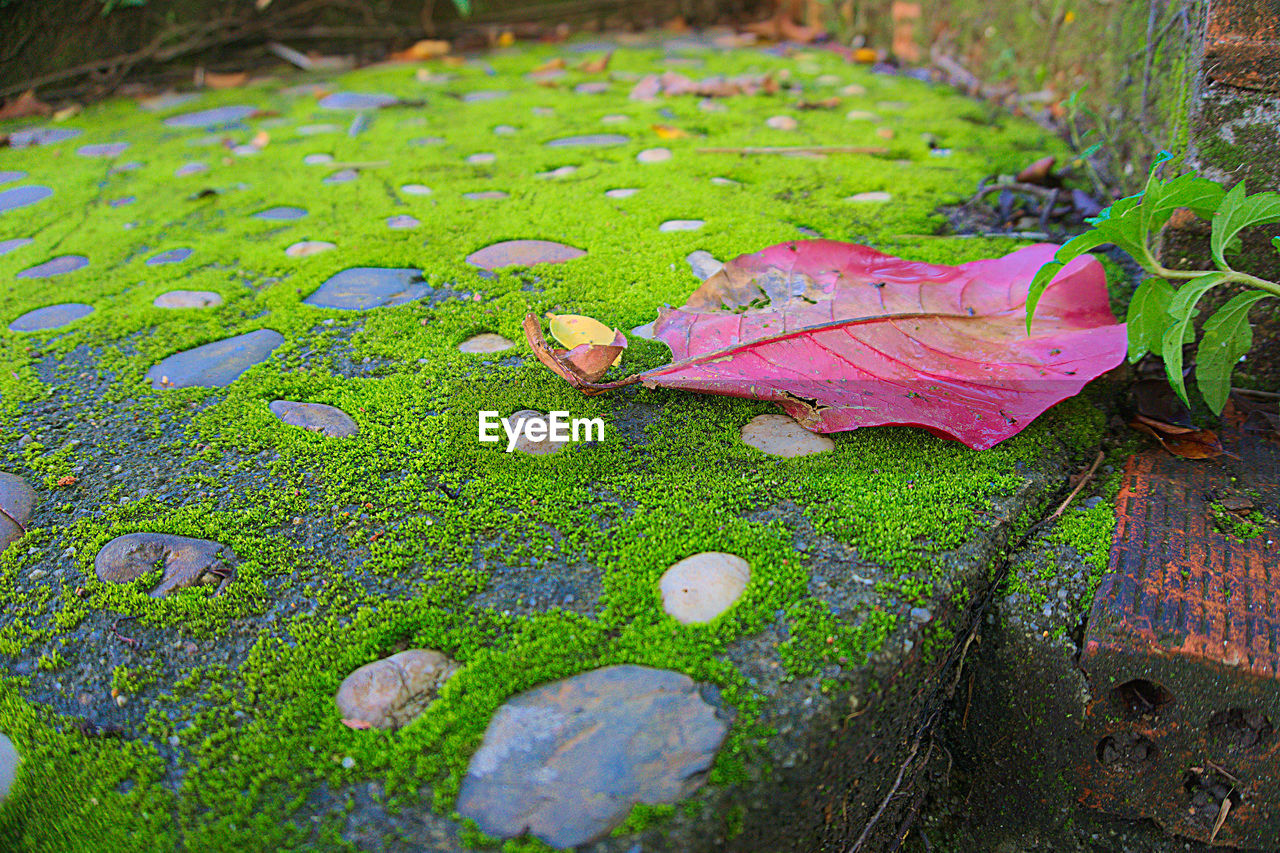 CLOSE-UP OF AUTUMN LEAVES ON GRASS