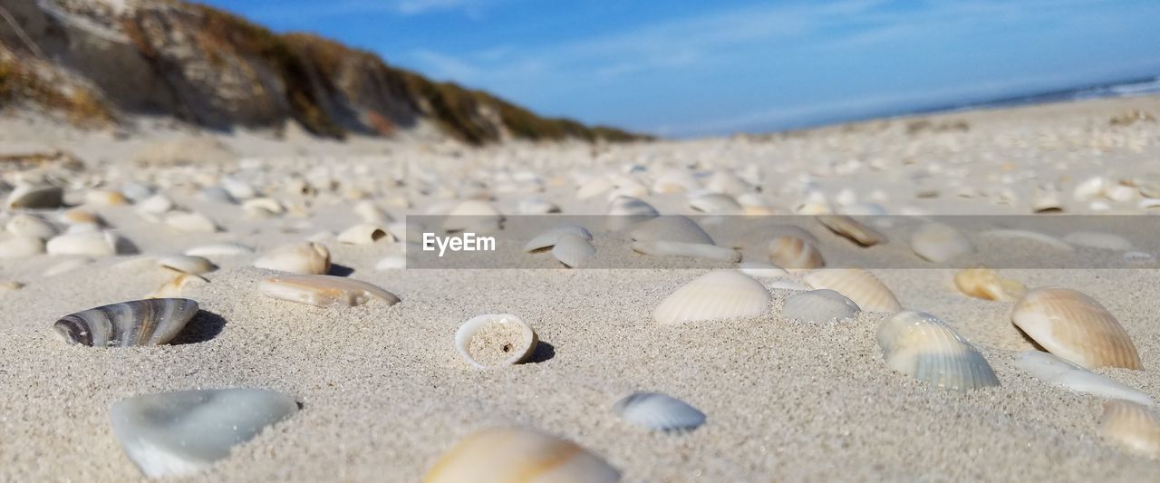 SURFACE LEVEL OF SHELLS ON SAND AT BEACH