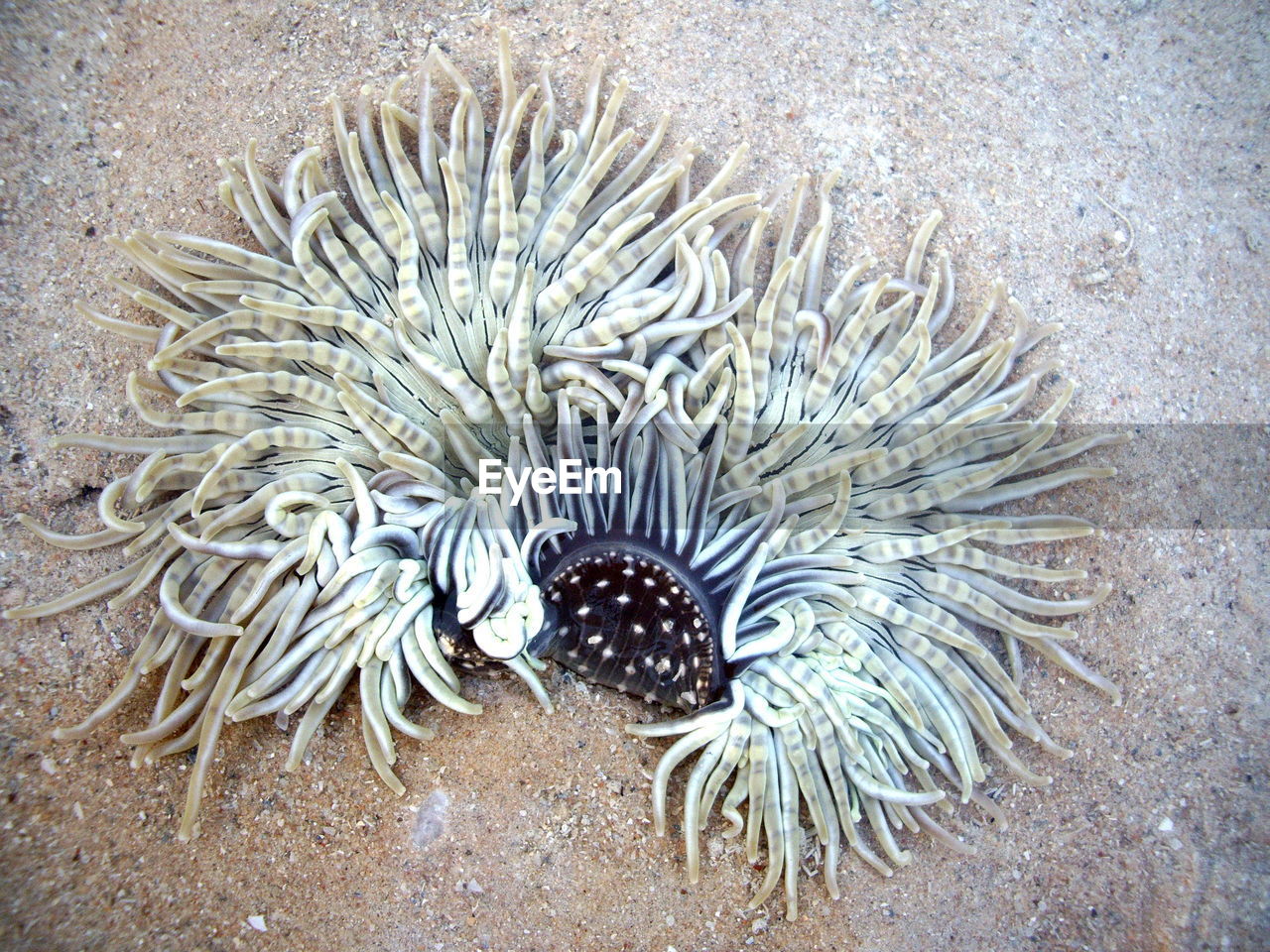 HIGH ANGLE VIEW OF CORAL IN WATER