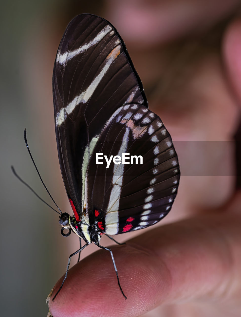 CLOSE-UP OF BUTTERFLY ON FINGER