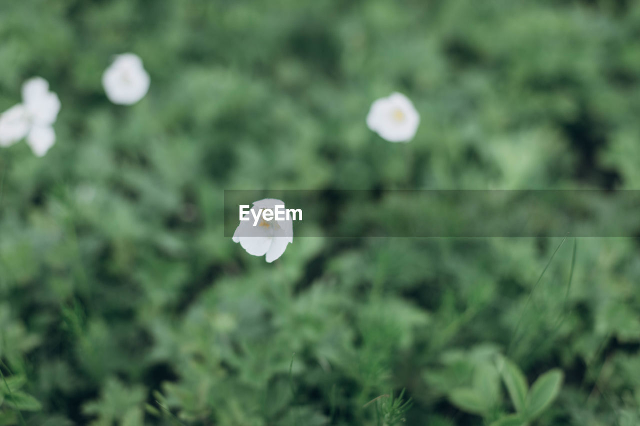 CLOSE-UP OF WHITE FLOWERING PLANT ON LAND