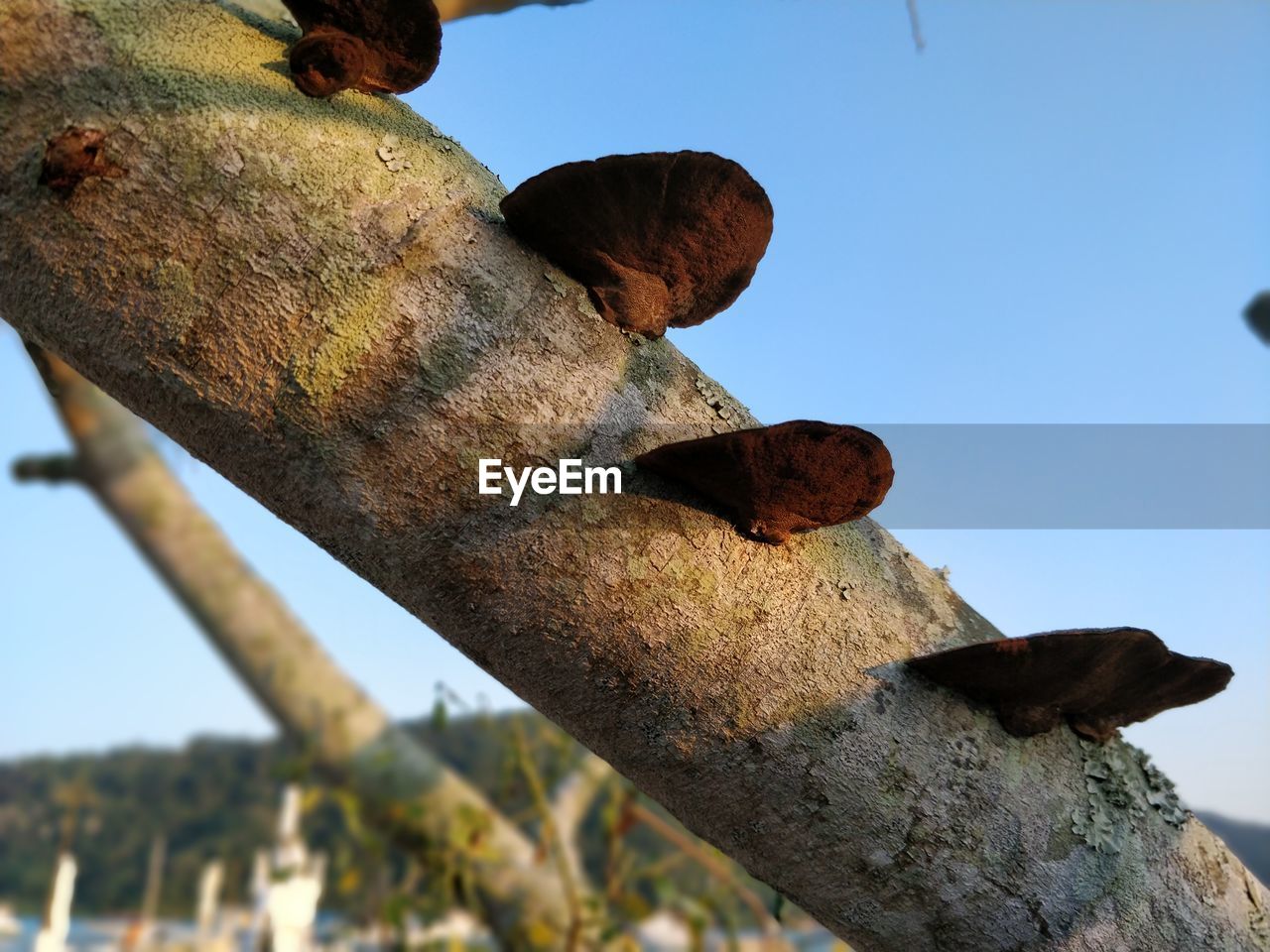 LOW ANGLE VIEW OF TREE TRUNK AGAINST SKY