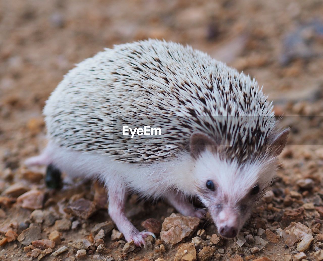 Close-up of an animal on rock