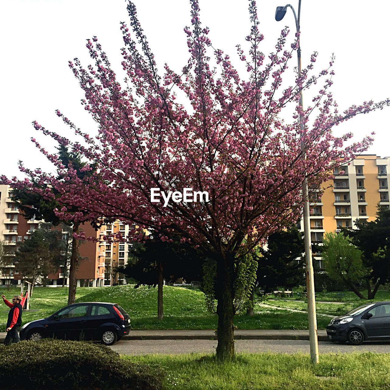 View of trees by street