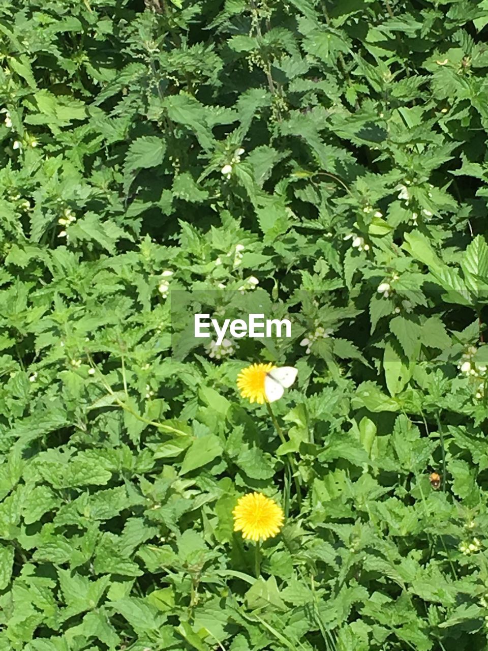 CLOSE-UP OF YELLOW FLOWERS BLOOMING