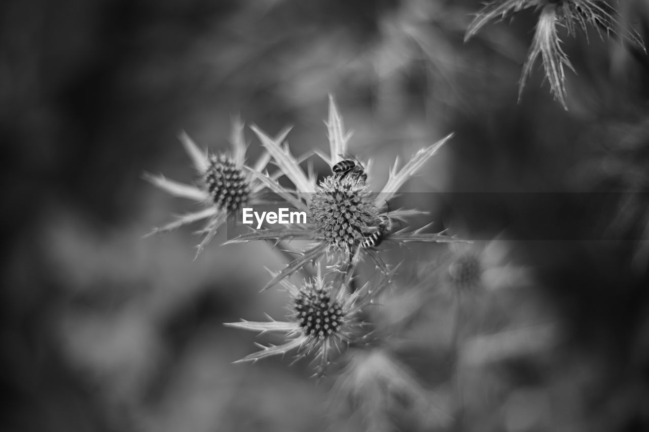 plant, nature, black and white, beauty in nature, flower, monochrome photography, monochrome, flowering plant, grass, leaf, close-up, macro photography, growth, no people, fragility, freshness, frost, branch, outdoors, environment, black, focus on foreground, thorns, spines, and prickles, land, tranquility, selective focus, macro, botany, flower head