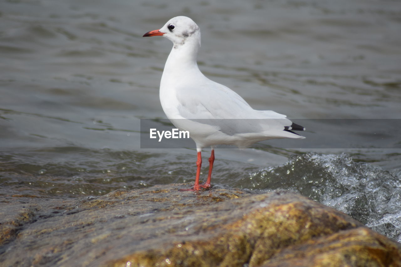 Seagull perching on a beach