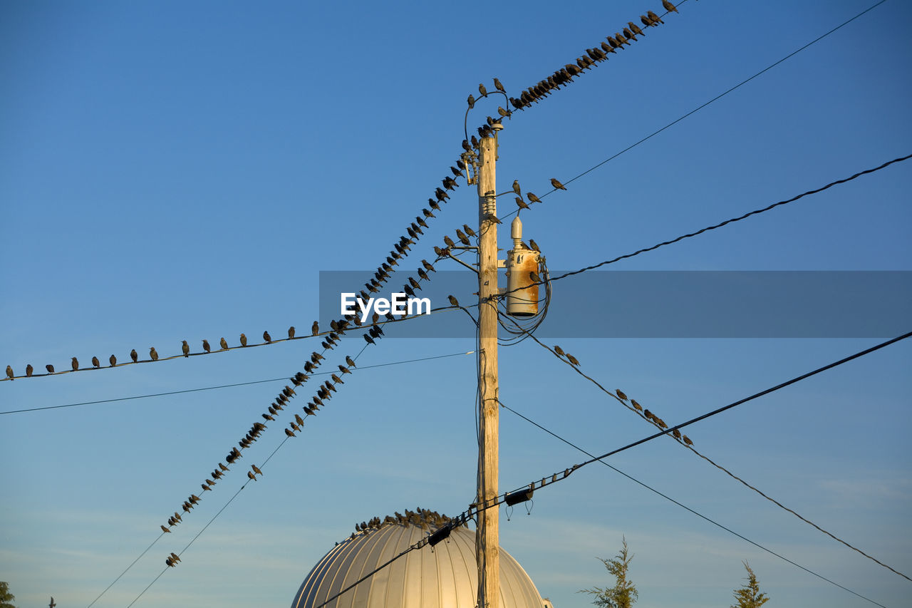 Starlings getting to migrate.