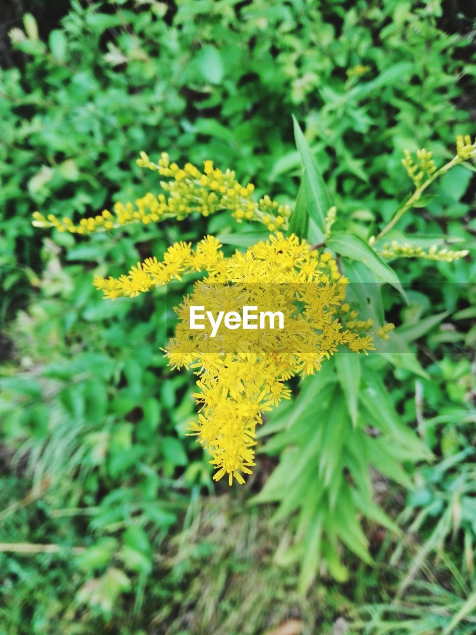 CLOSE-UP OF YELLOW FLOWERS GROWING OUTDOORS