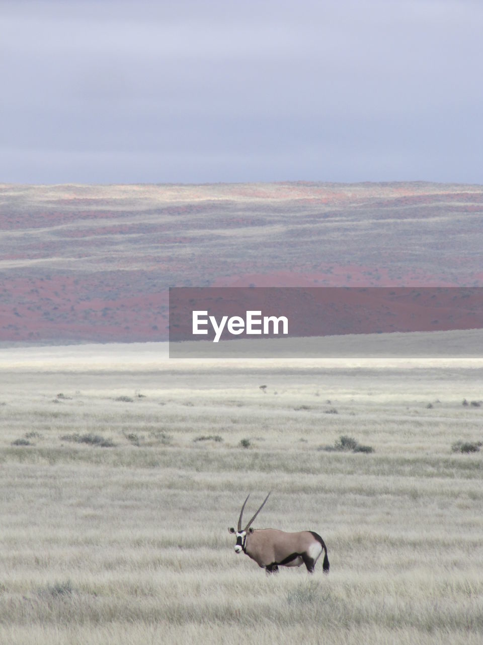 Oryx antelope in the empty vastness of namibian landscape 