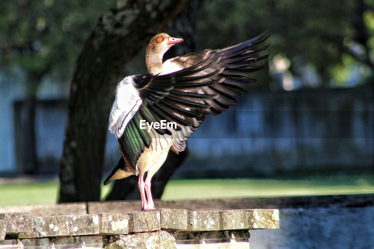 CLOSE-UP OF BIRD