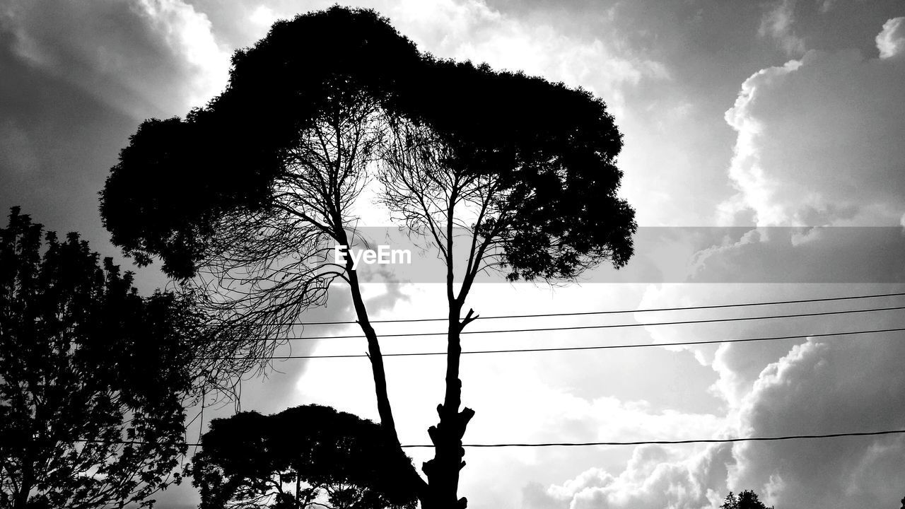 SILHOUETTE OF TREE AGAINST SKY