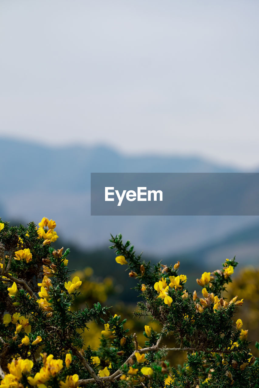 CLOSE-UP OF YELLOW FLOWERING PLANTS AGAINST SKY