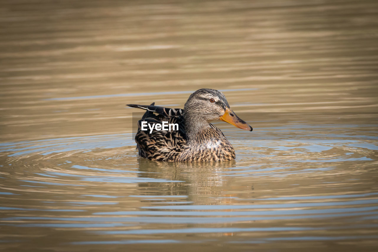 Portrait of a female mallard on a lake looking at photographer