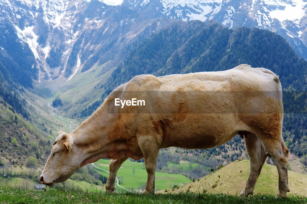 Side view of cow grazing on hill against mountain