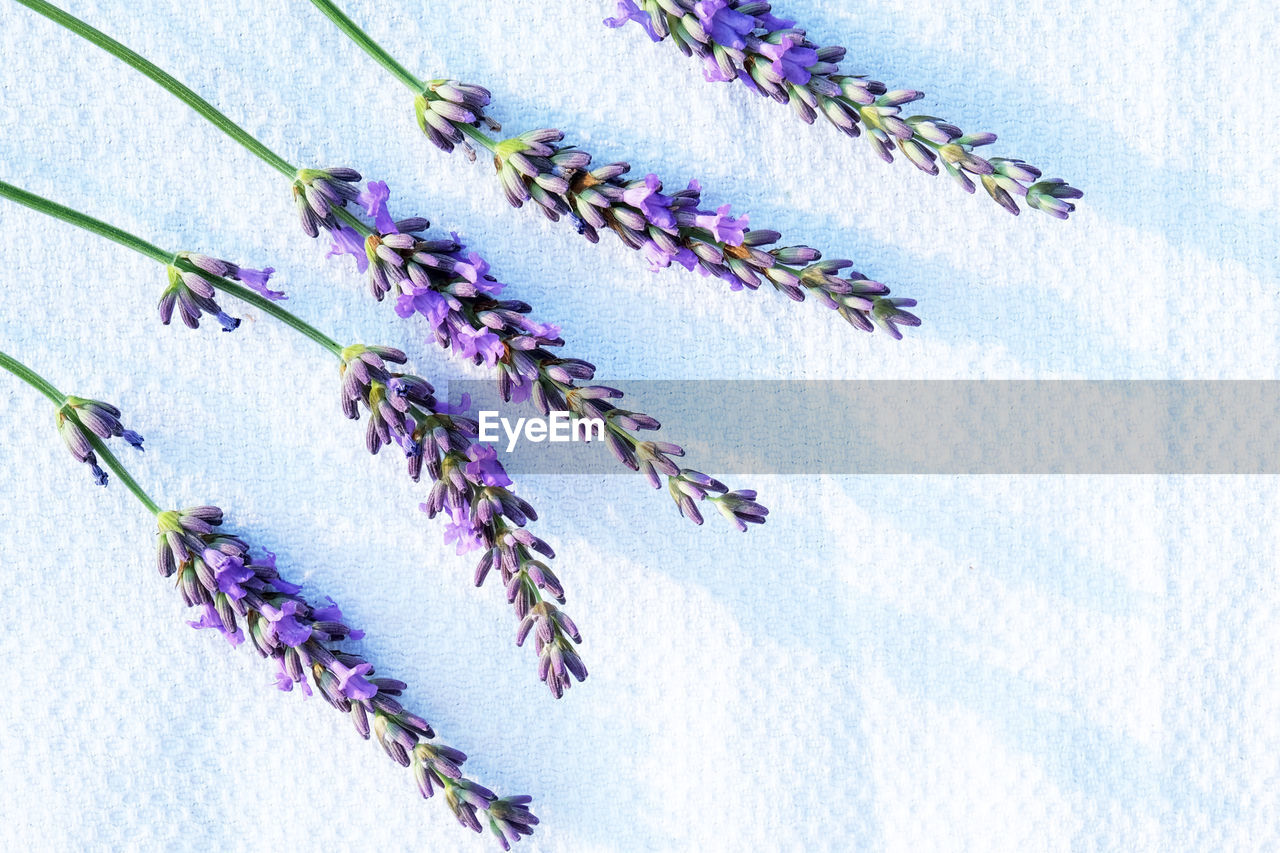 LOW ANGLE VIEW OF PURPLE FLOWERING PLANTS ON WALL