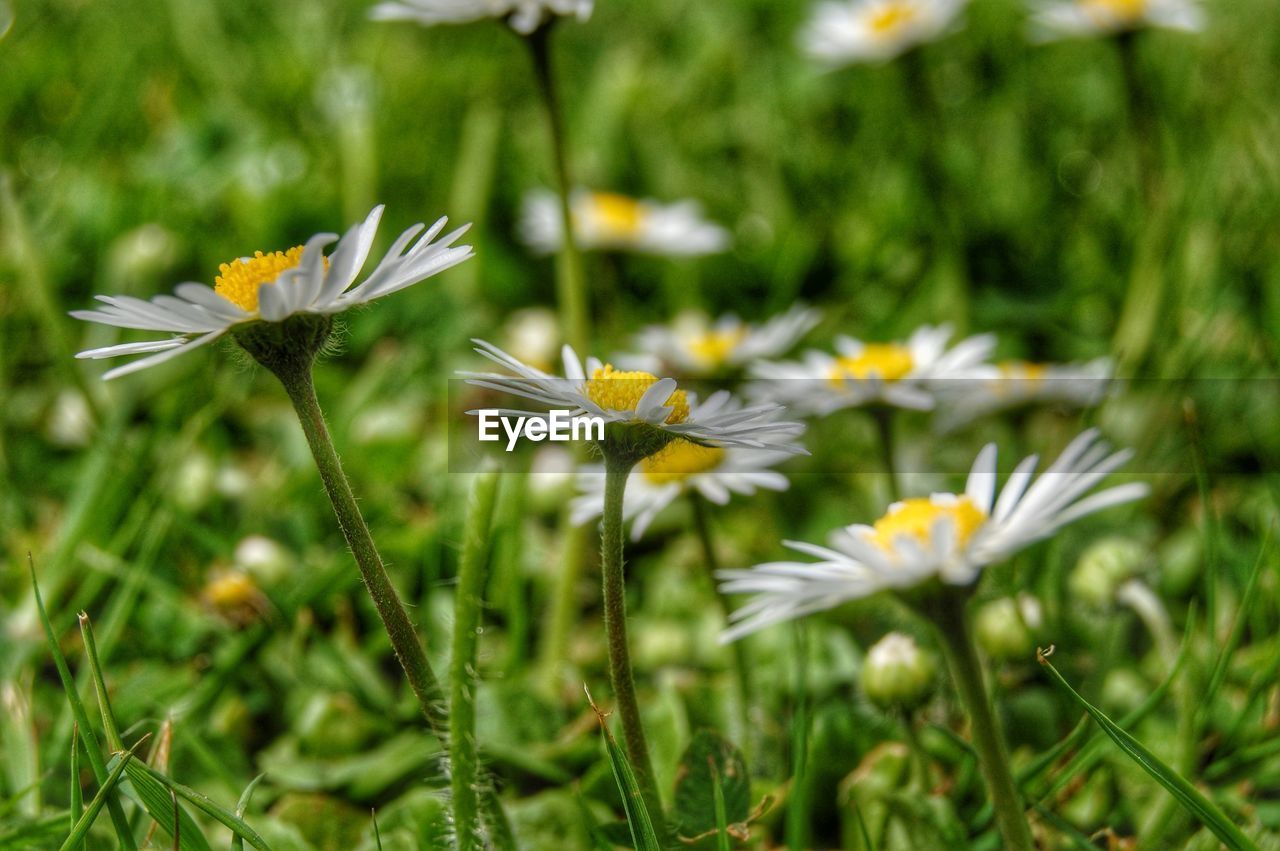 Close-up of daisies blooming outdoors