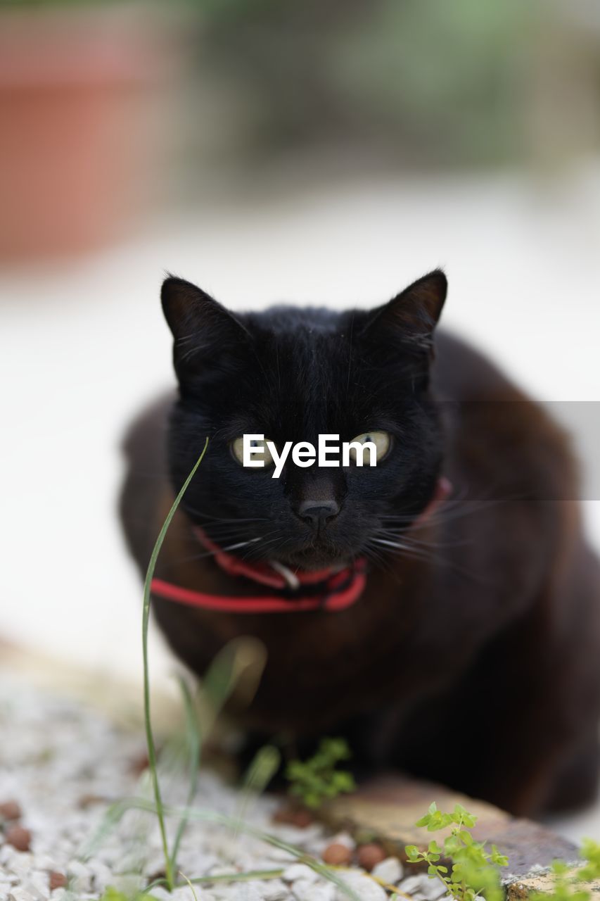 Portrait of black cat