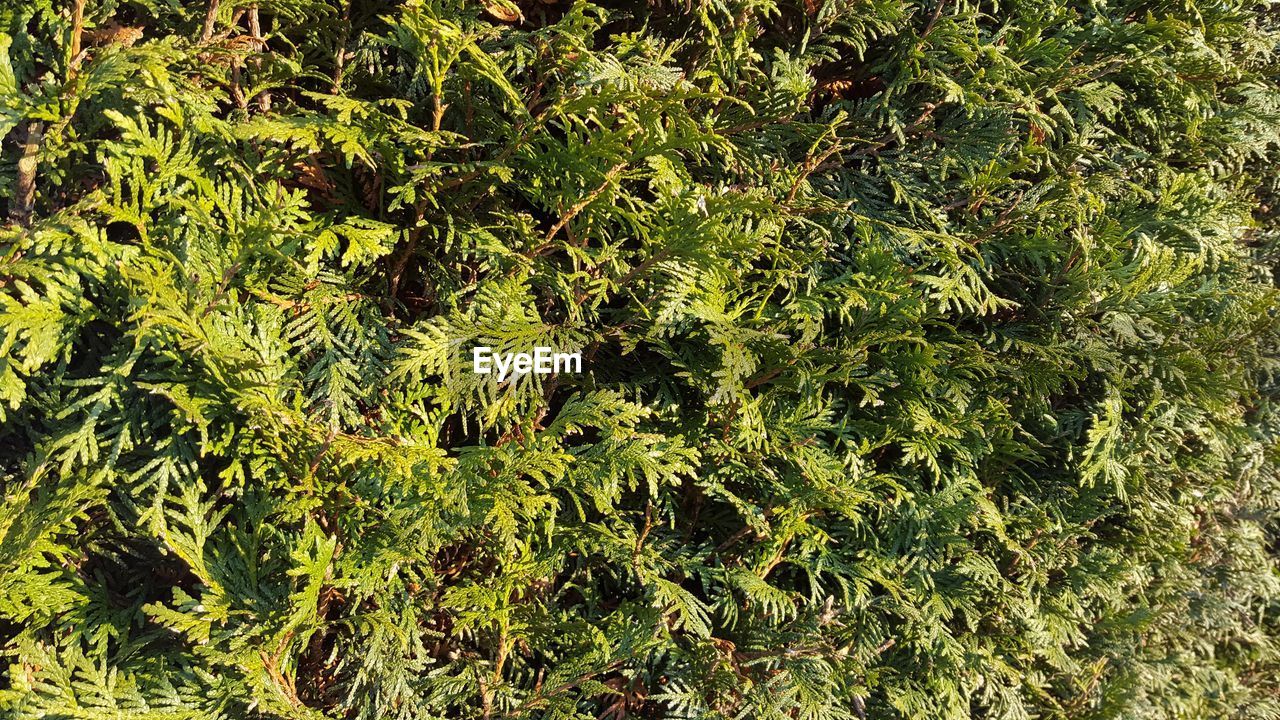 FULL FRAME SHOT OF LEAVES ON FIELD