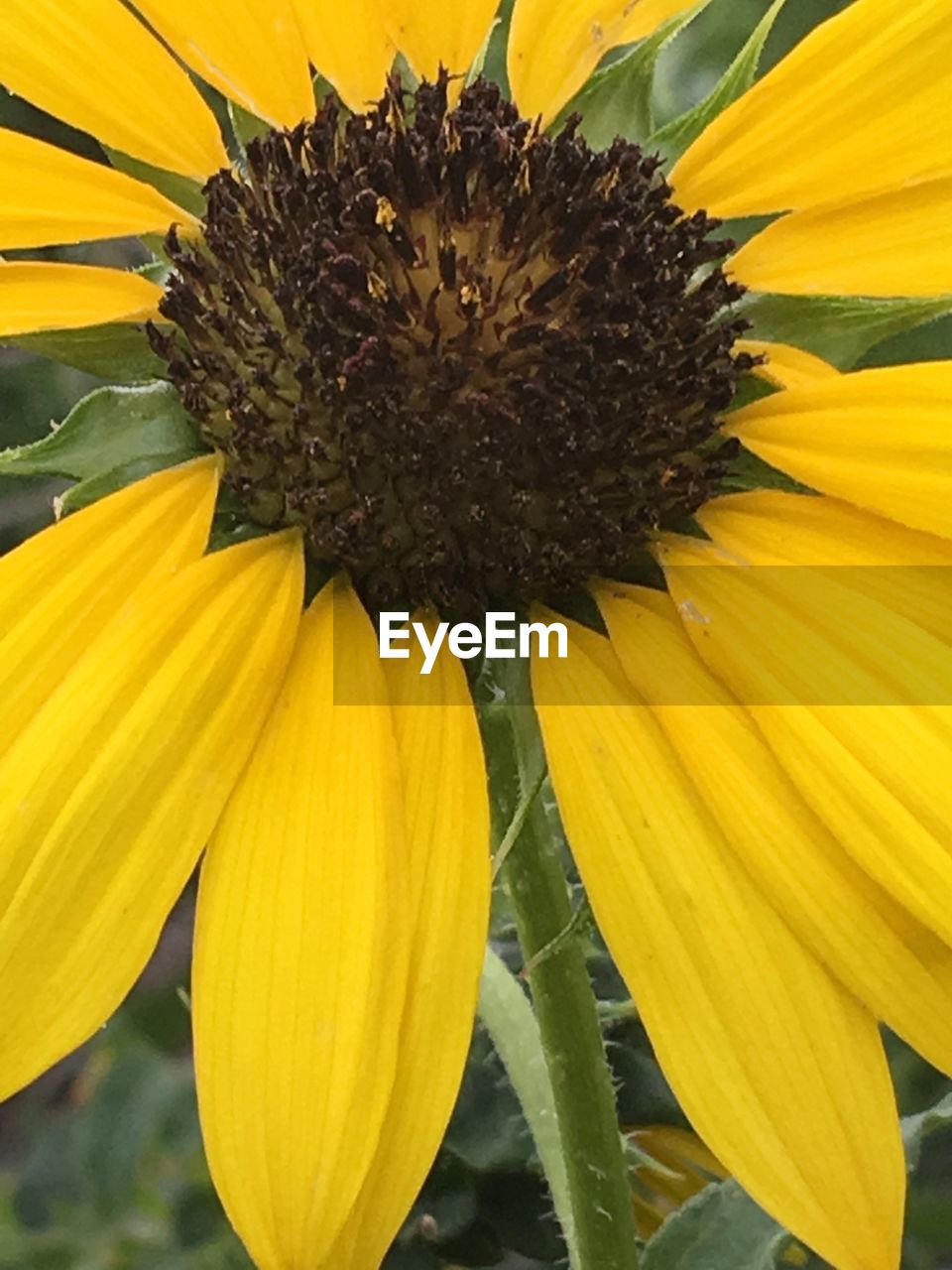 CLOSE-UP OF SUNFLOWER