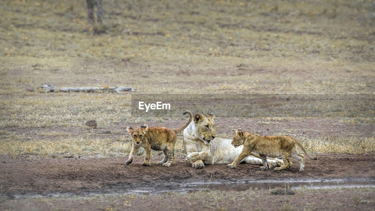 Lioness looking at cubs playing on land