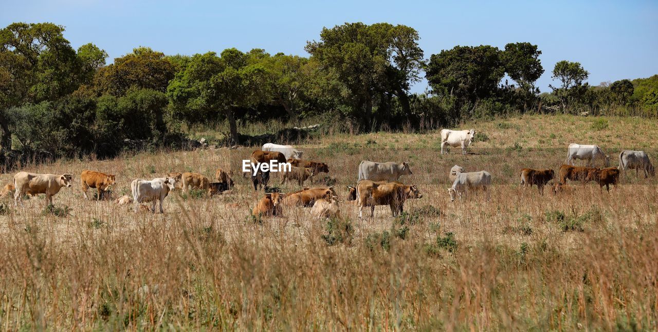 COW ON FIELD AGAINST SKY