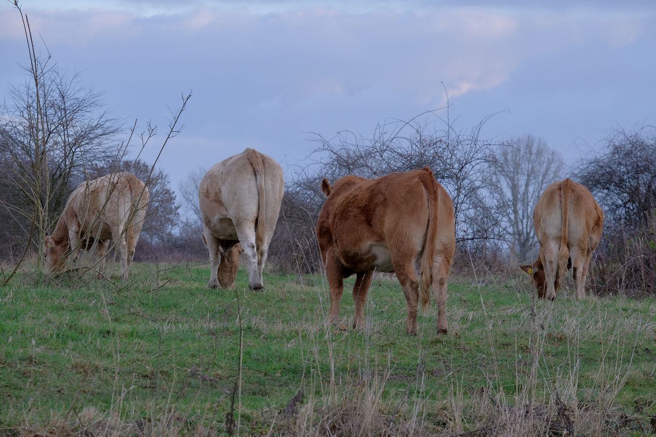 HORSES GRAZING IN FIELD