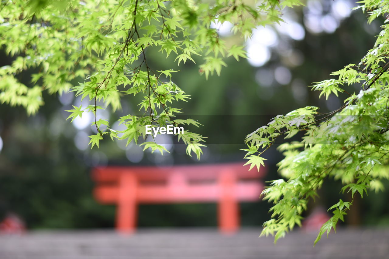 Green twigs at kirishima-jingu temple