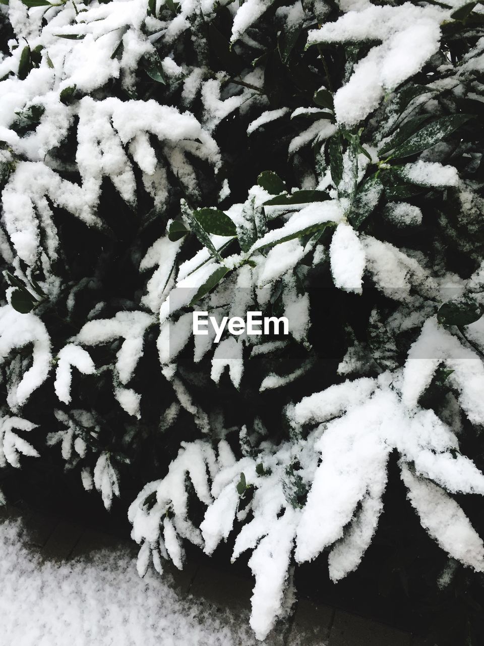 FULL FRAME SHOT OF FROZEN PLANTS