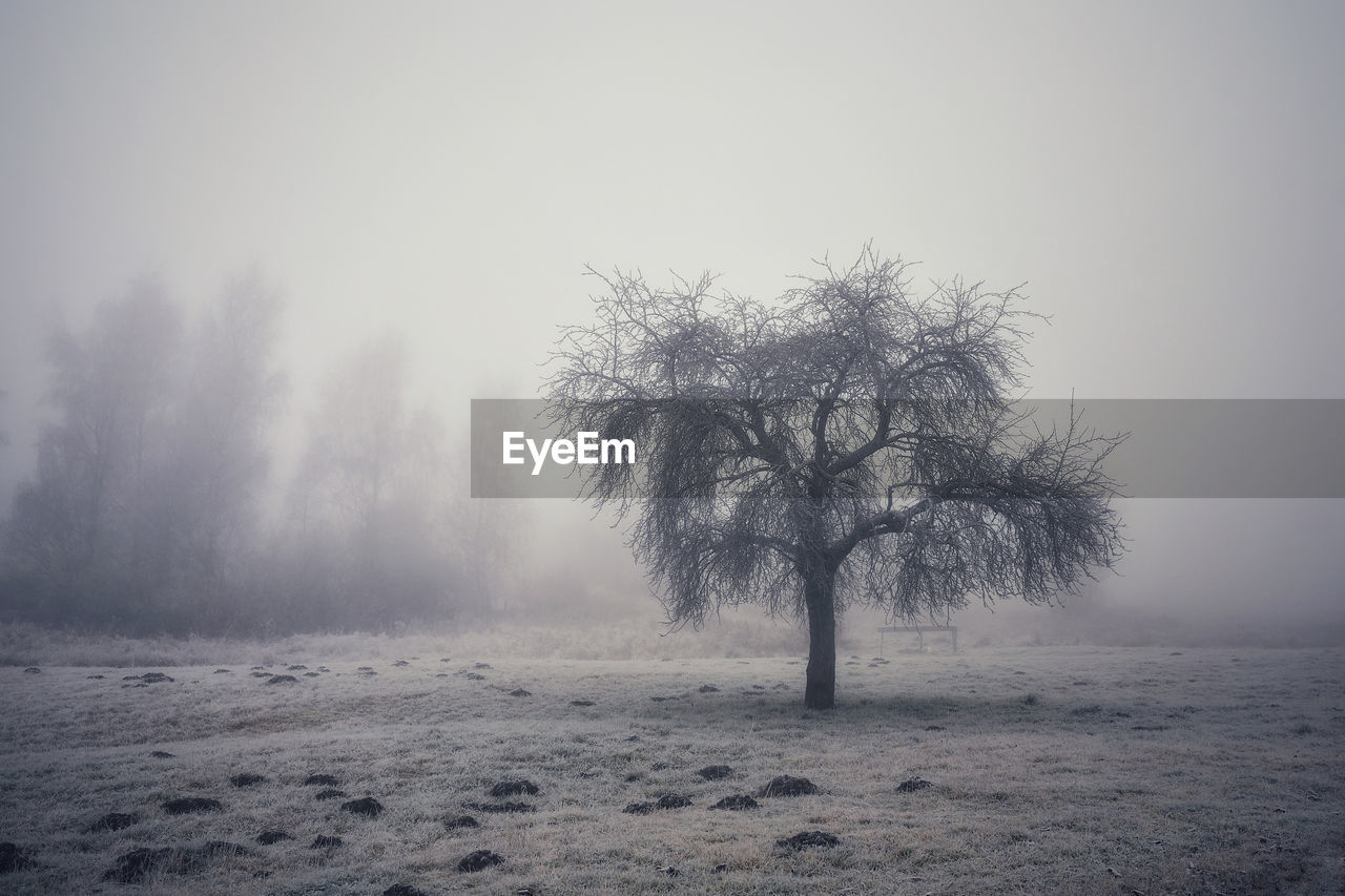 TREES ON FIELD DURING FOGGY WEATHER