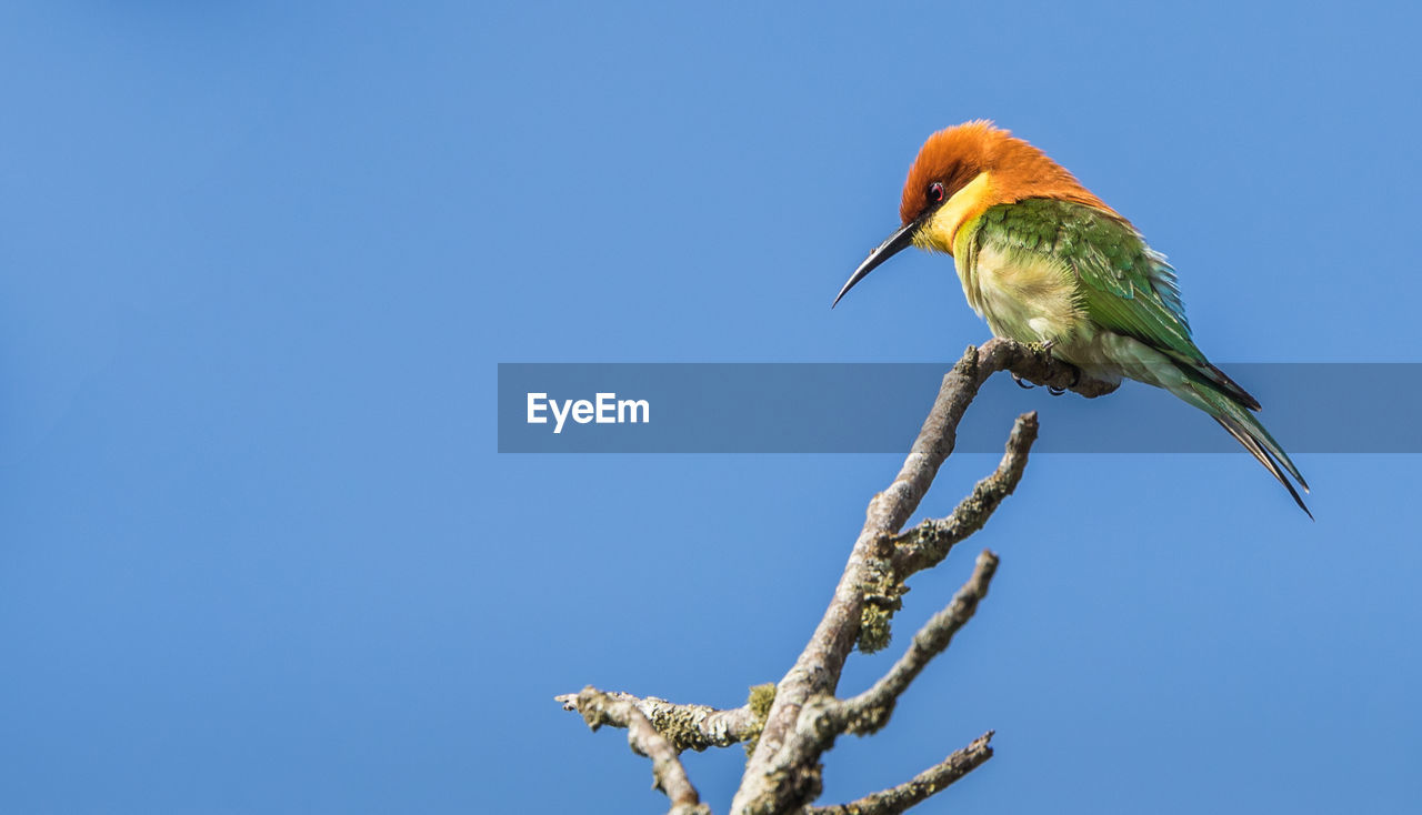 LOW ANGLE VIEW OF BIRD PERCHING ON BRANCH AGAINST CLEAR BLUE SKY