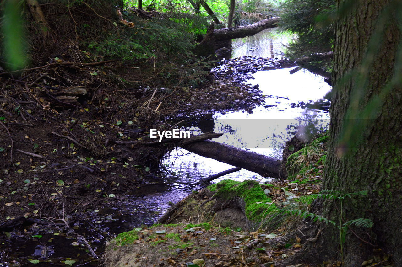 VIEW OF FALLEN TREE OVER STREAM IN LAKE