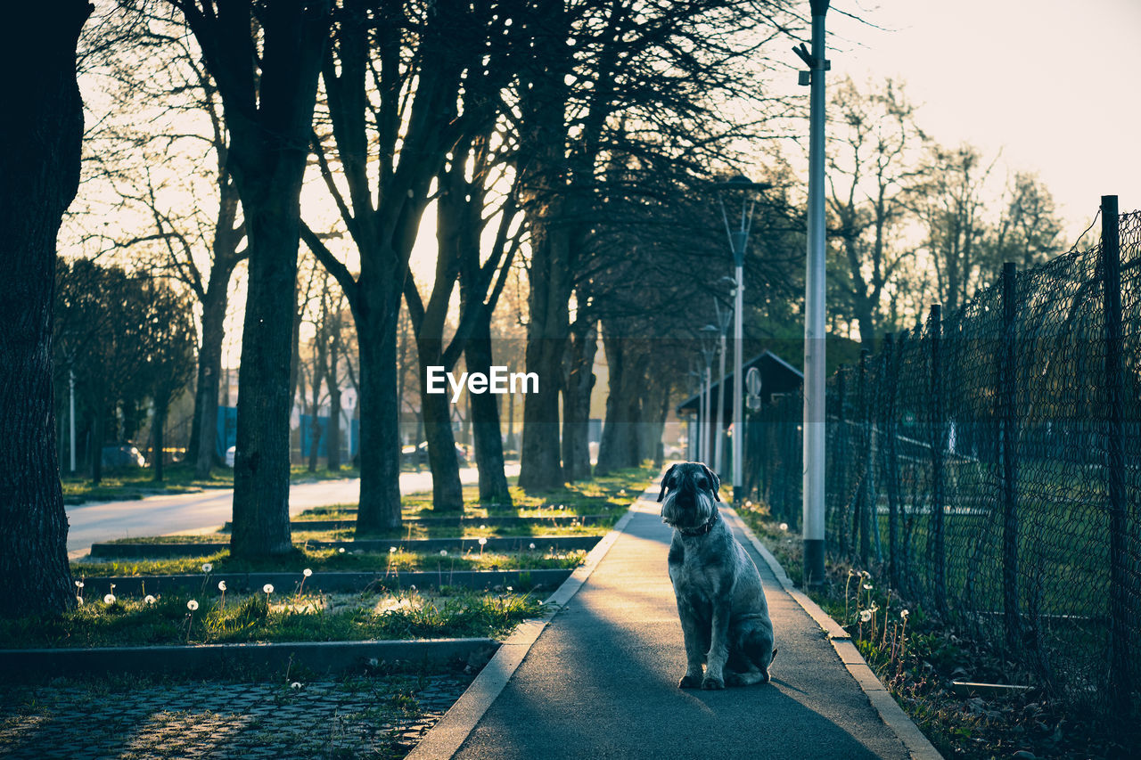 VIEW OF DOG SITTING ON ROAD