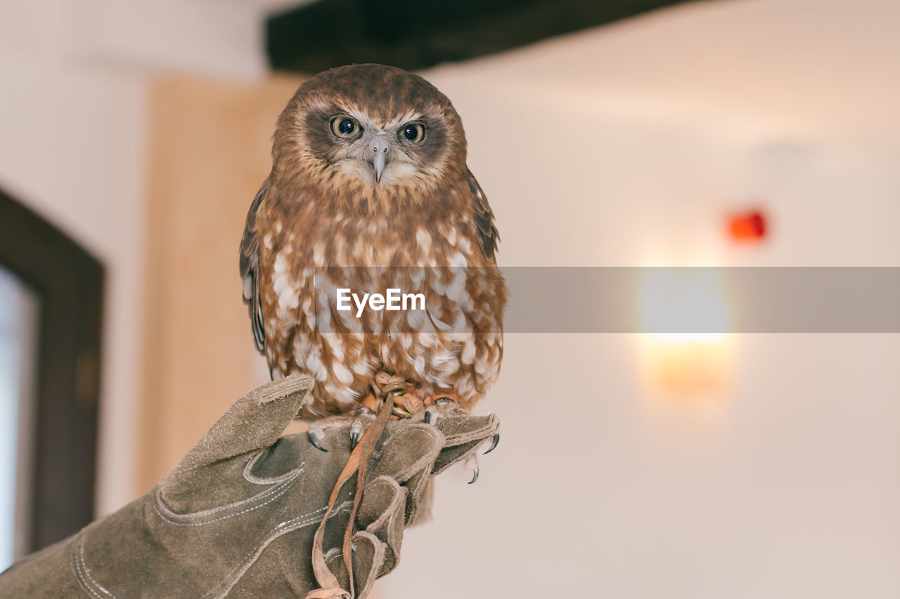 Close-up portrait of owl perching indoors