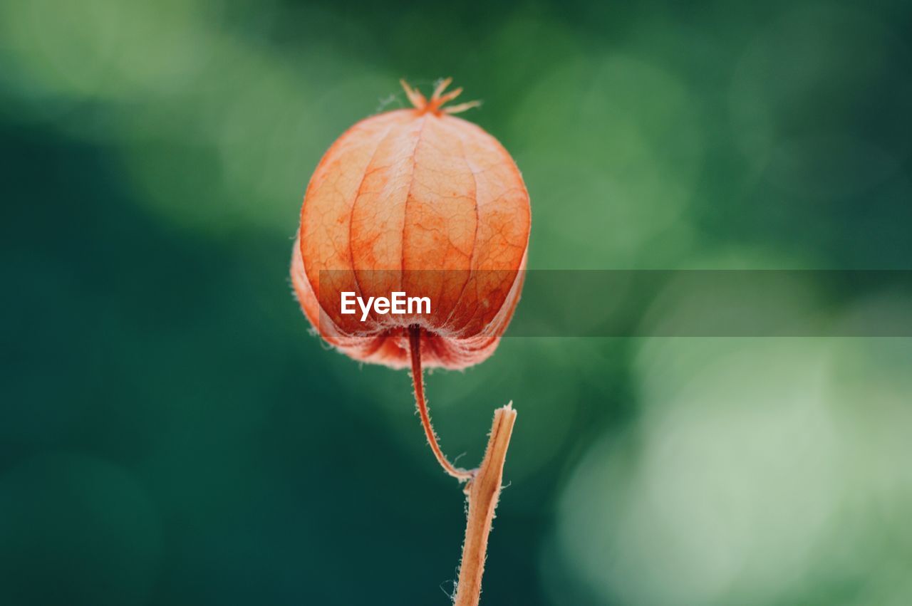 Close-up of winter cherry